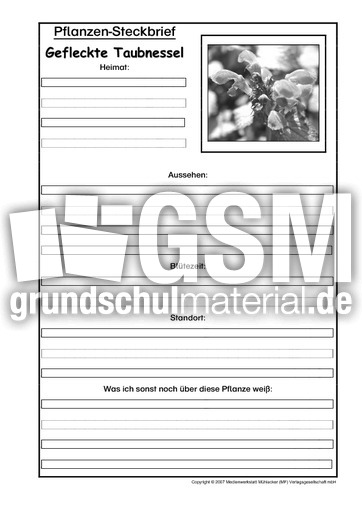 Pflanzensteckbrief-gefleckte-Taubnessel-SW.pdf